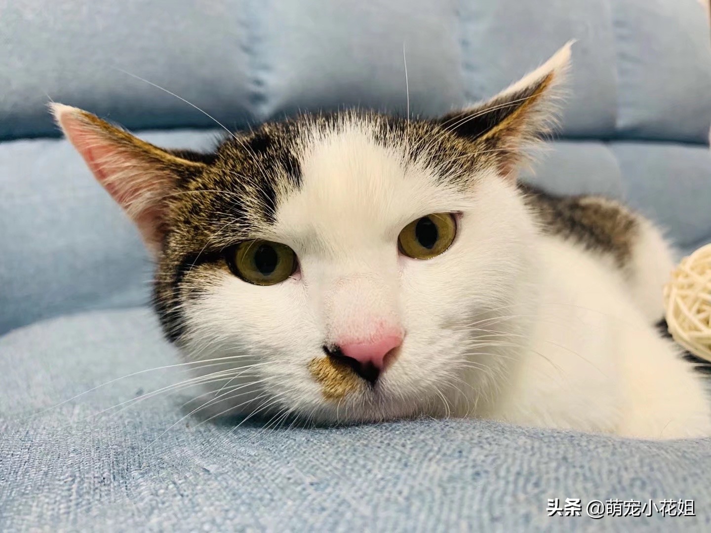 关于救助流浪猫的感受,救助流浪猫的艰辛与难受