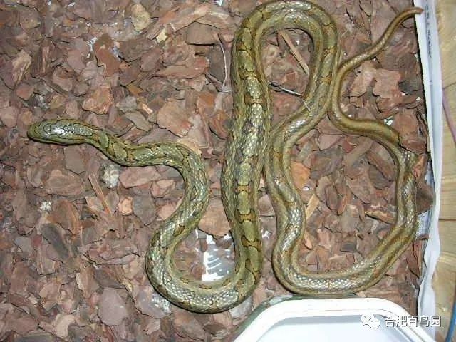 蛇类科普动物世界,各种动物蛇类科普视频