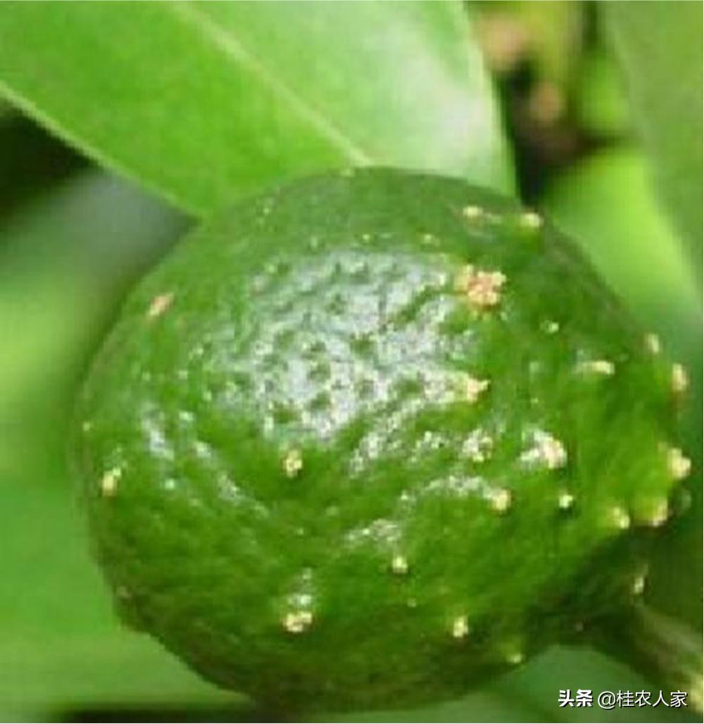 这个是柑橘疮痂病，在温暖湿润条件下最容易发病
