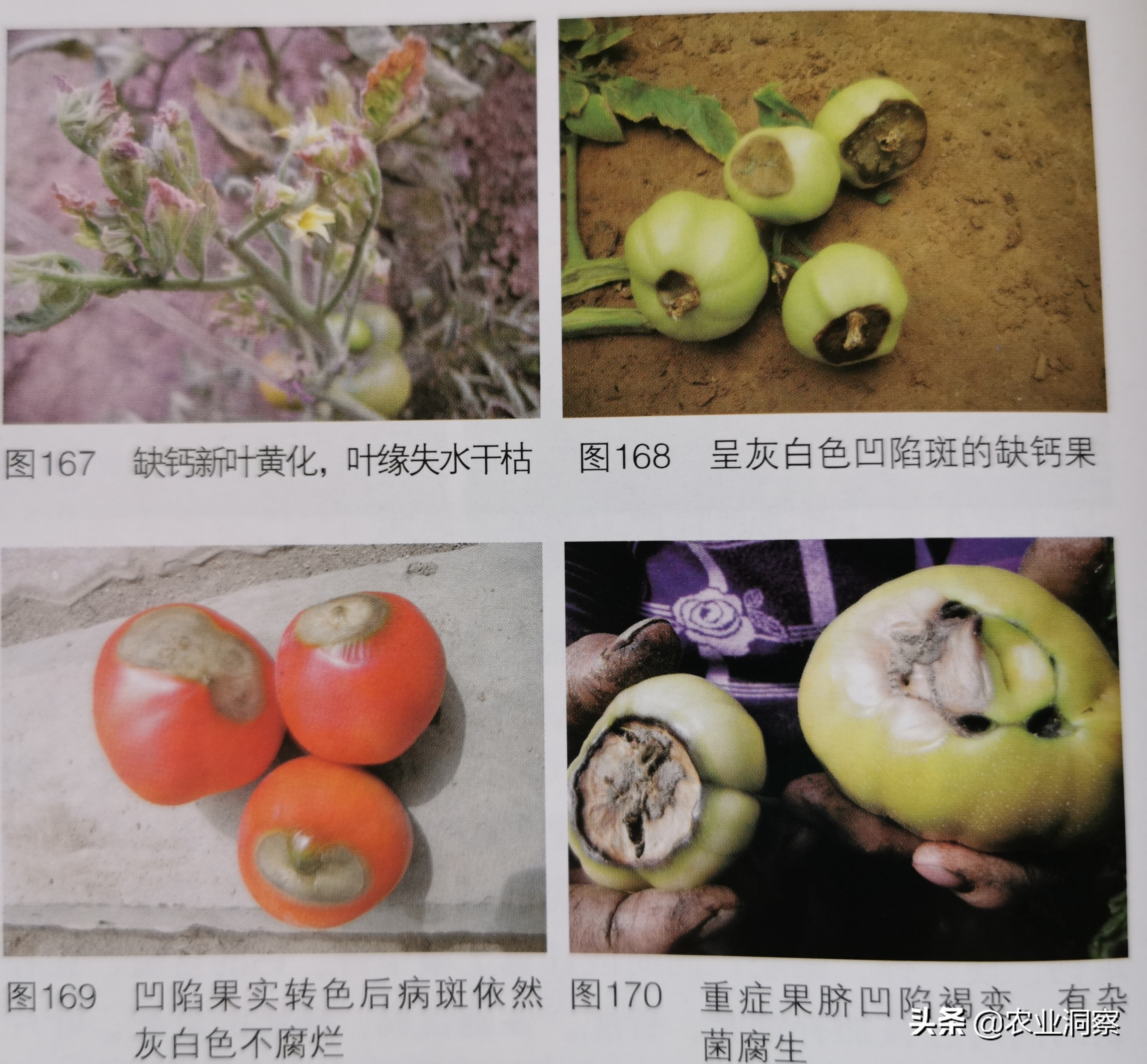 番茄缺镁是什么原因引起的,番茄缺钾是什么原因