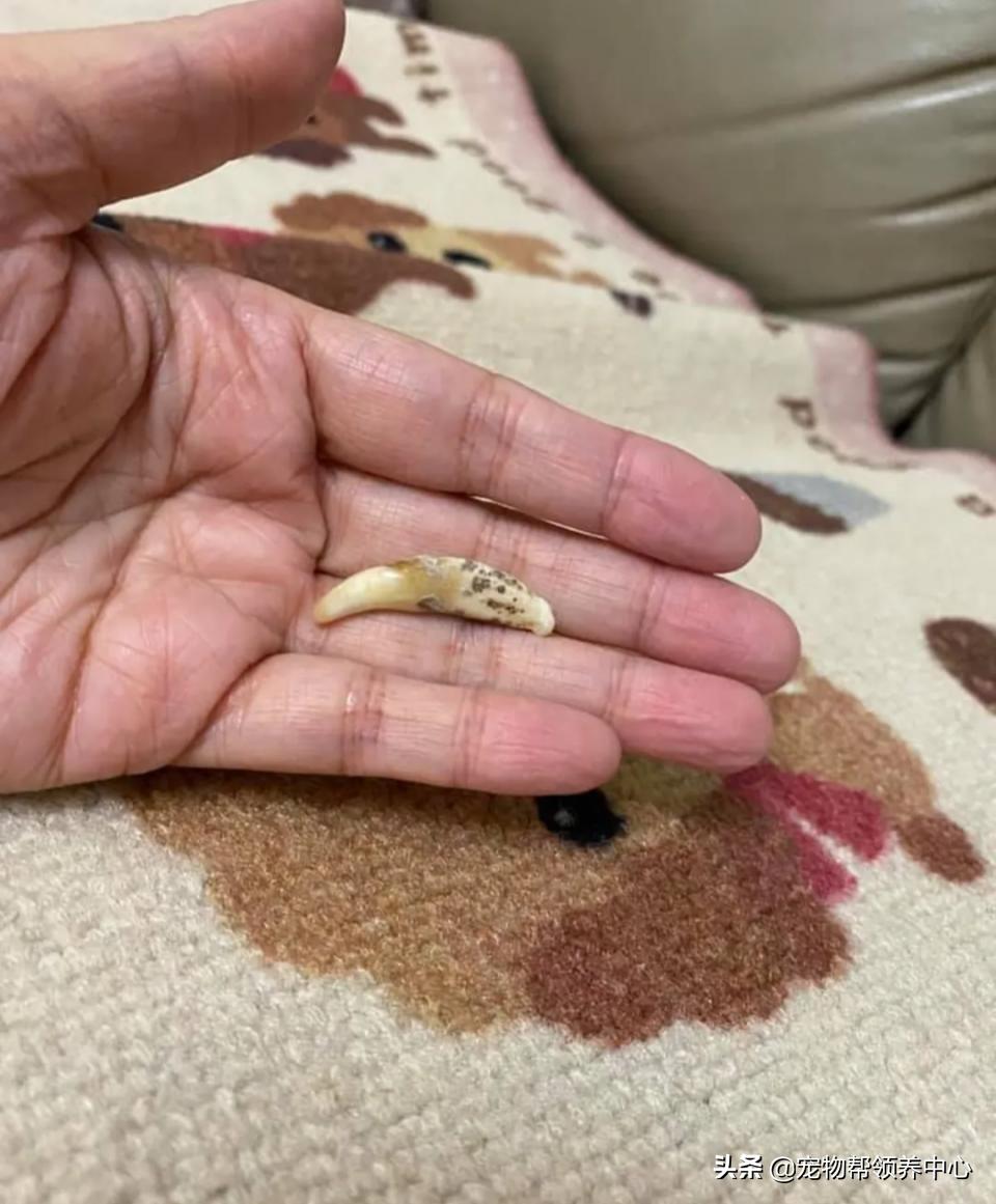 狗狗牙被撞掉吃什么药,狗狗牙被撞松怎么办