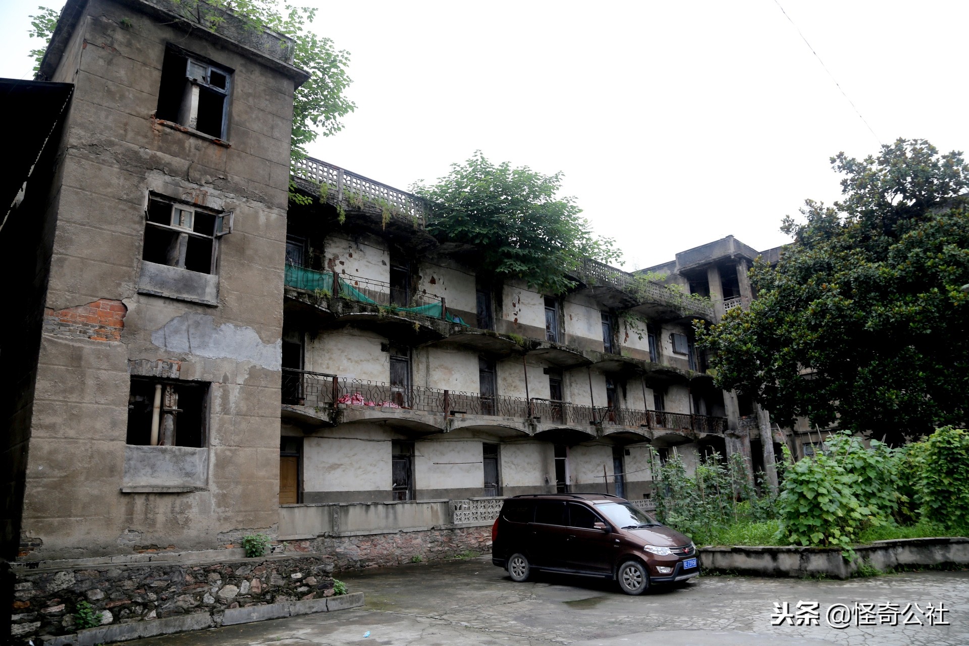 五盖山云雾贡茶历史渊源,高山云雾茶五指山红茶特点