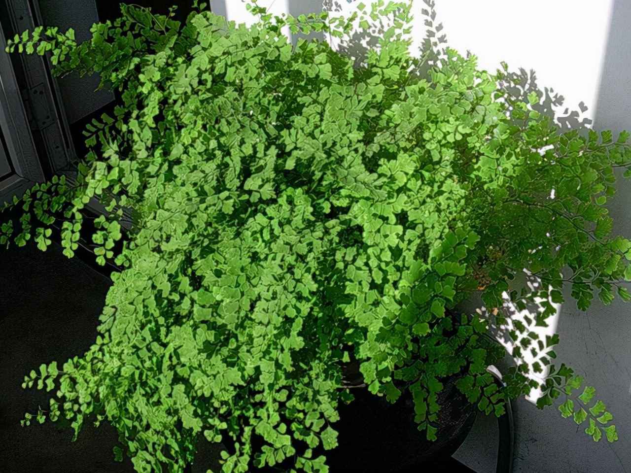 这五种盆栽太珍贵,除了蕨类还有哪些盆栽绿意盎然