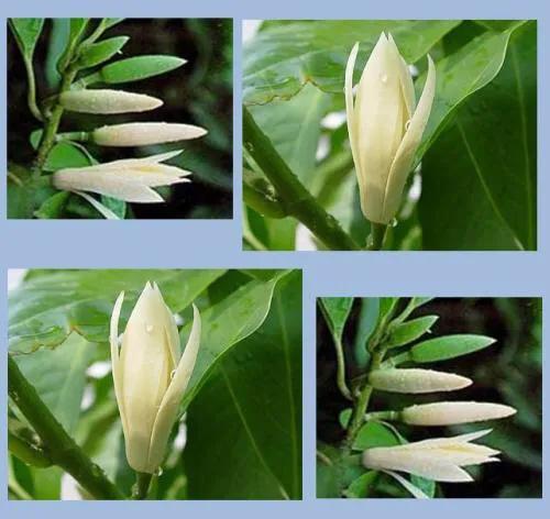 古镇故事大全完整版,古镇街景故事视频