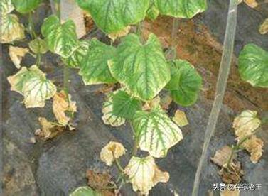 黄瓜萎蔫根量少是主因,黄瓜秧萎蔫怎么办