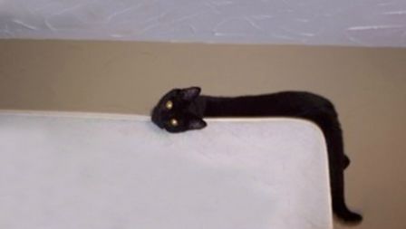 猫的本质是液体，不信看这里，萌化你