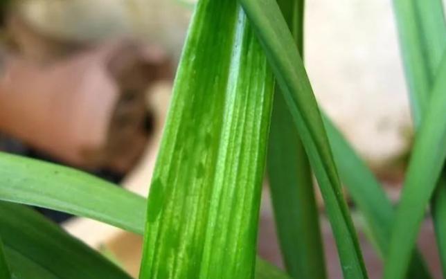 兰花得病用什么药,怎么提前发现兰花是否得病