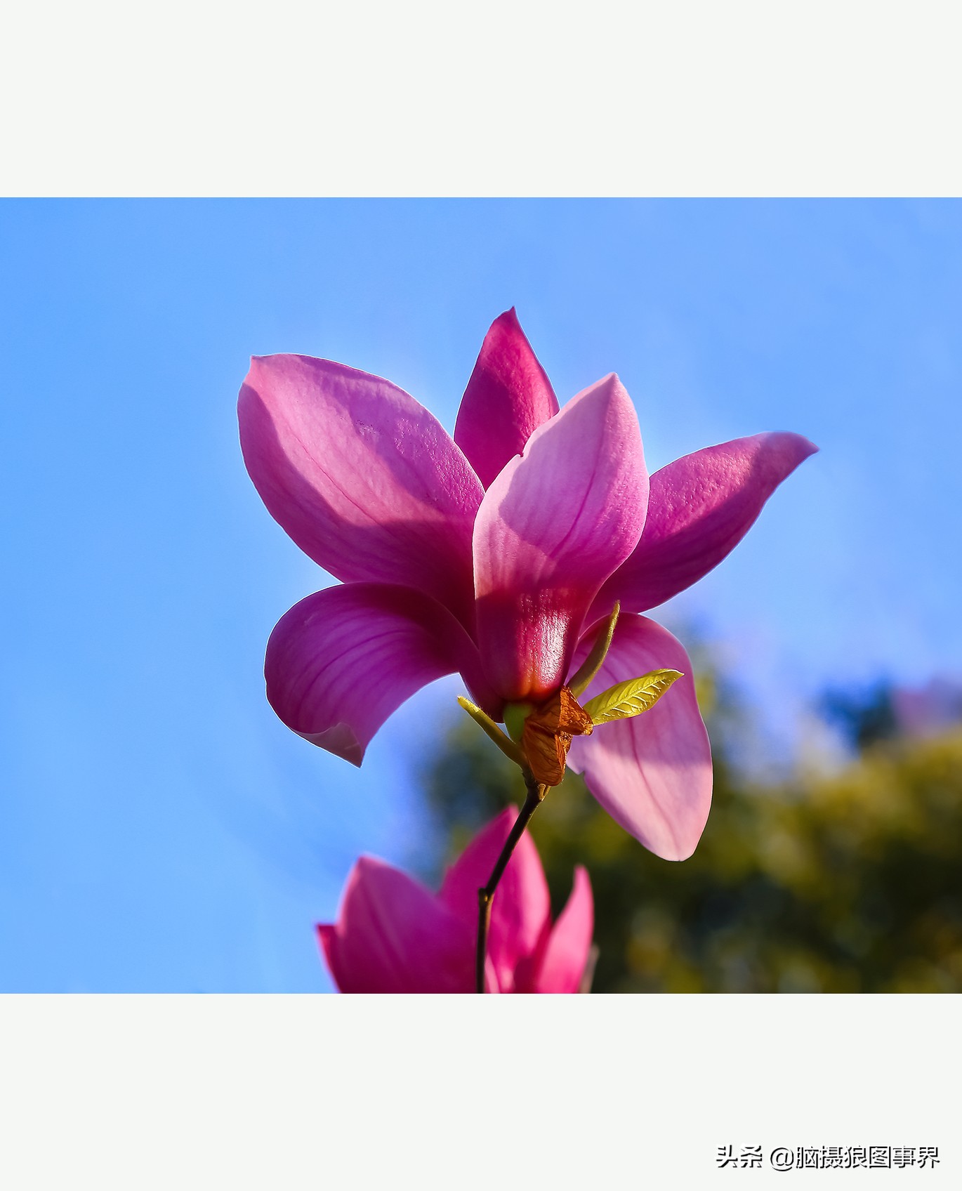 花卉拍摄中,多点对焦与单点对焦哪种更好?为什么主体不清晰?