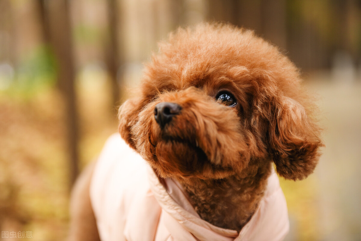 泰迪有红色泪痕怎么解决,养宠经验分享