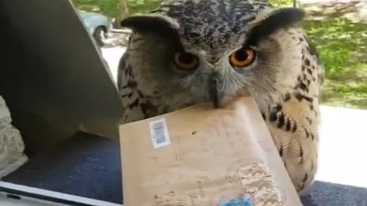 猫头鹰｜散发神秘与诡异，伟大的猎手，结果因为太萌了成了宠物