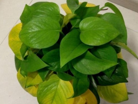 绿萝叶子黄了怎么修剪,绿萝叶子黄了怎么办