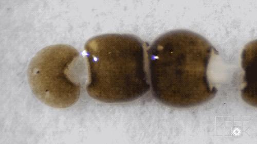 羡慕蚯蚓一分为二的特技？我涡虫可以一分为二百七十九