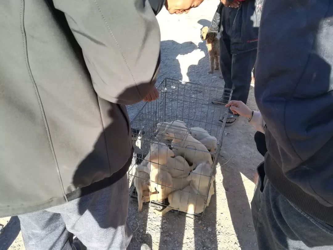 北京狗市黑色拉布拉多幼犬多少钱,在狗市上买400元的拉布拉多犬视频