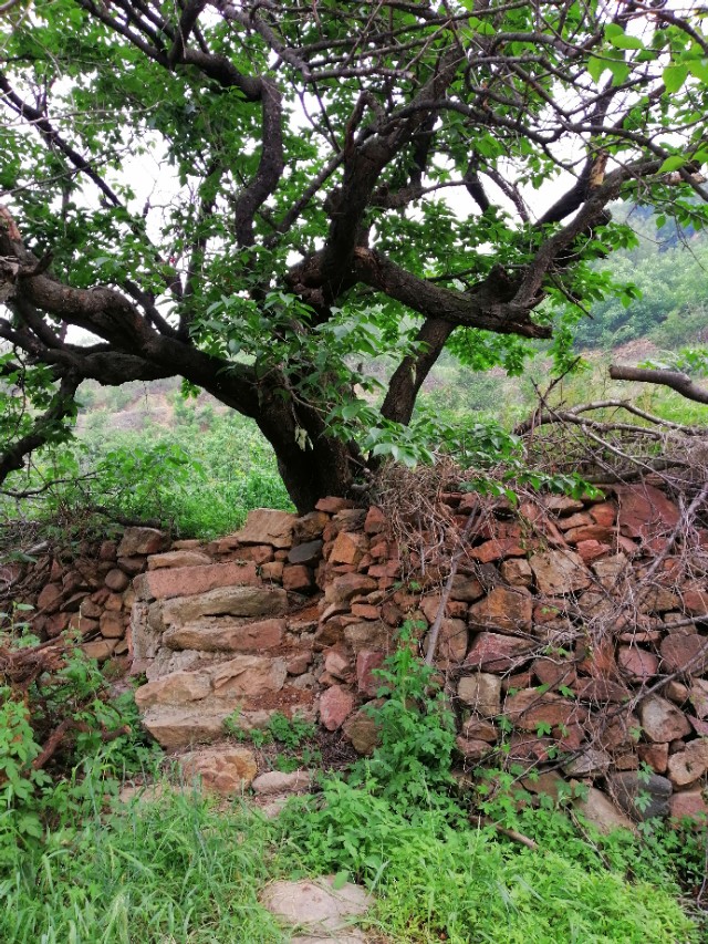 $.97.樱桃时节赴龙潭