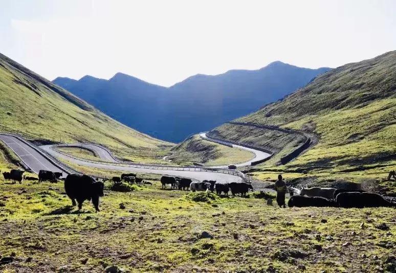 秋天的壤塘风景,壤塘秋天风景