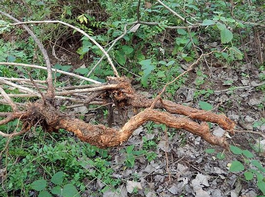 地骨皮的性味归经功效作用,地骨皮的性味归经及功效作用