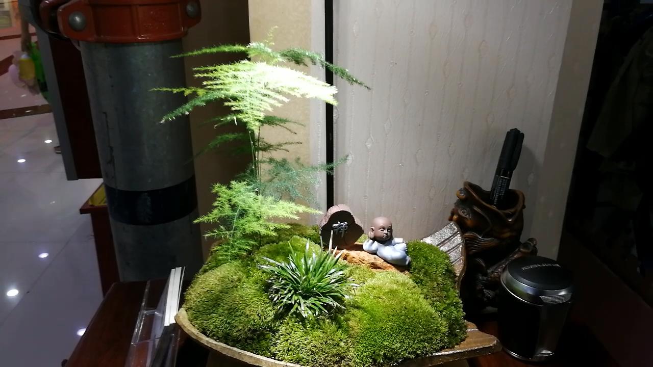 参观新开的草缸店，才开了1个月，邯郸兄弟，从玩家变老板