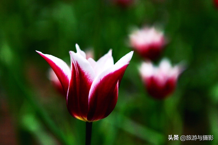 郁金香诗句经典五言,郁金香古诗词