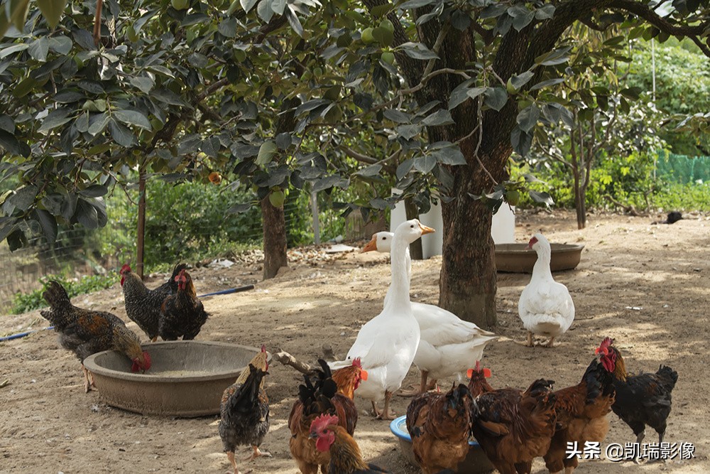 青岛的鹤山风景区好玩吗,青岛鹤山旅游景点大全