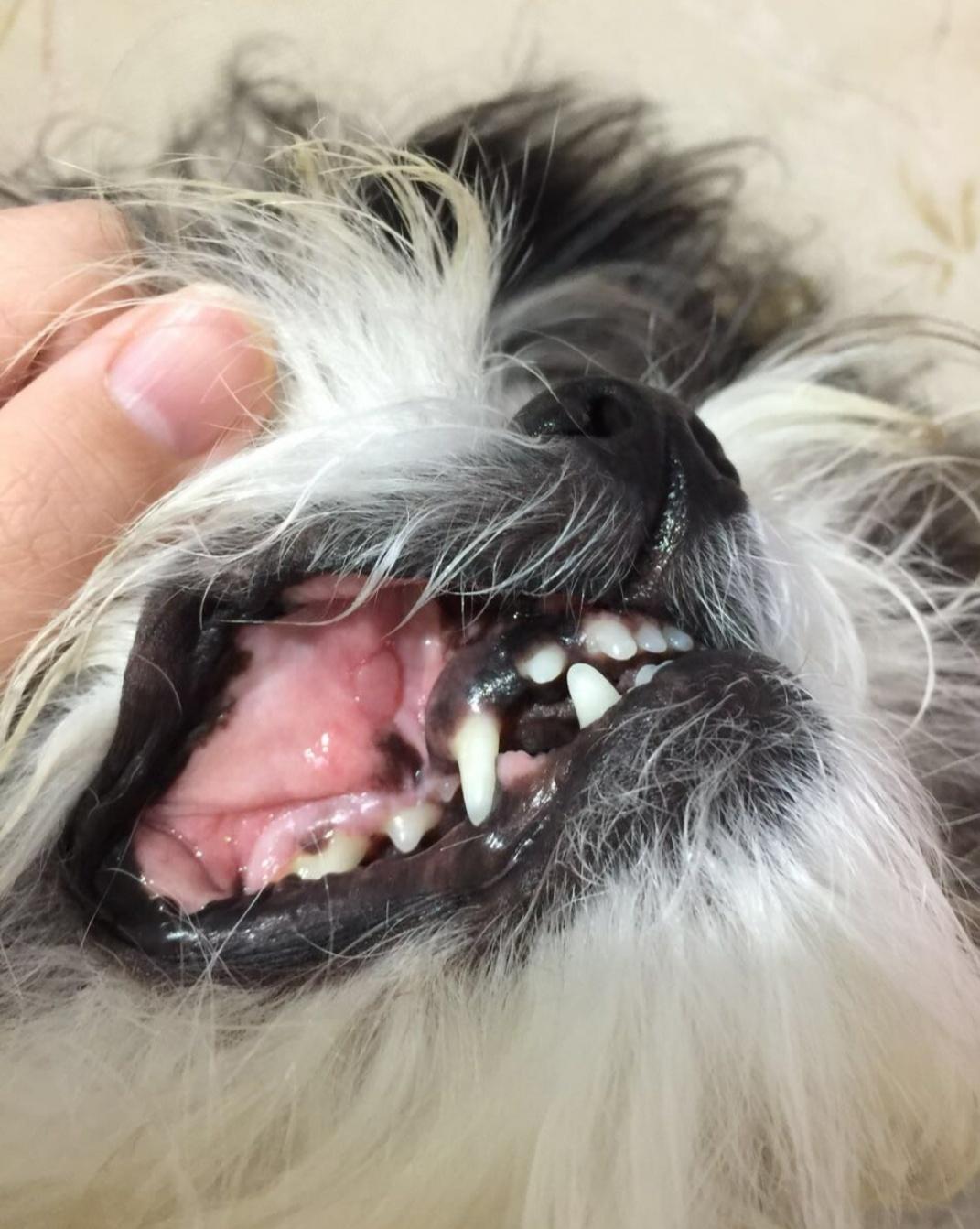 狗狗口炎怎么治疗,狗狗口炎特效药