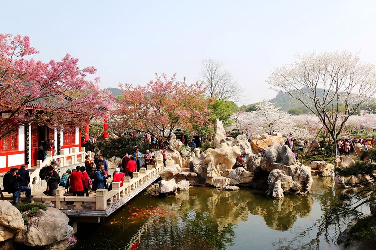 鑻遍泟褰掓潵妯辫姳鏈夌害,妯辫姳鐩涘紑鑻遍泟褰掓潵瀹屾暣瑙嗛