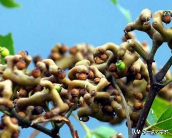 顶级水果排名前十名,顶级水果