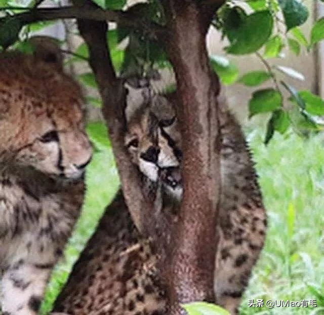 猫能被东西卡住动不了吗,猫好像被什么东西卡住一样