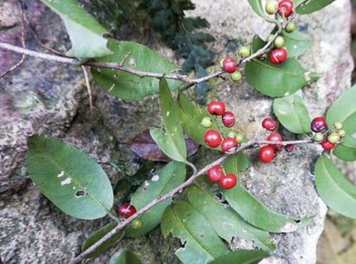 山上一种藤结的果橙红色很酸,山坡上的野果刺梨