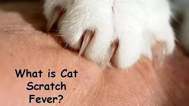 被猫舔证明什么,被猫咪舔过伤口真的会死吗