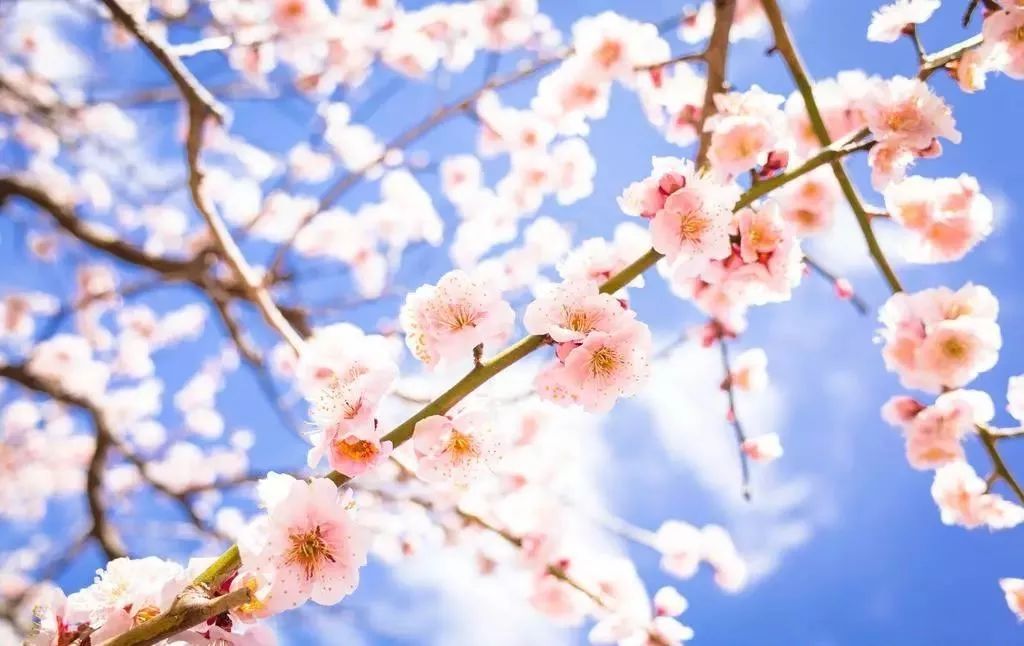 盘点世界各国国花中国国花,各国国花的图片大全