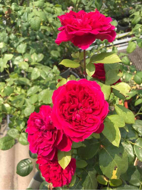 皇家胭脂和真彩230月季哪个好看,皇家胭脂月季花盆栽