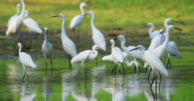 海南儋州人文文化,海南儋州歌曲留在心中