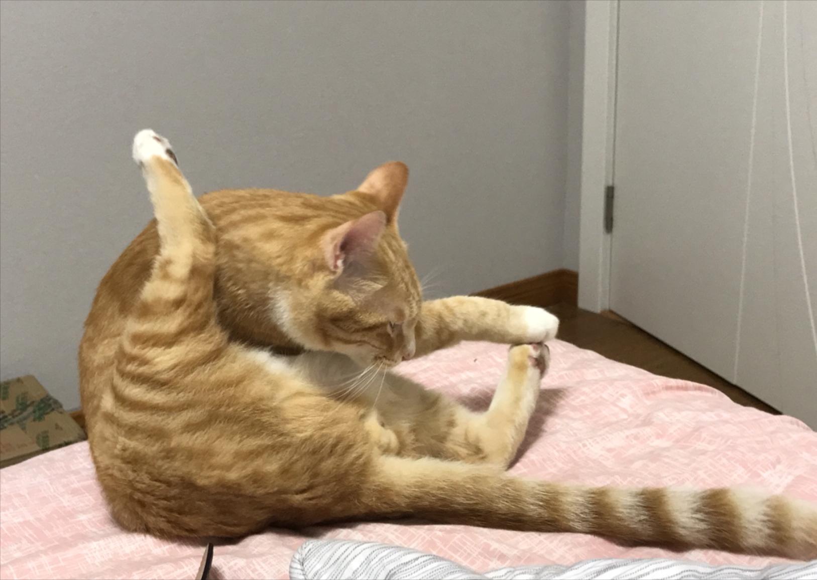 为什么猫咪会舔主人摸过的地方,猫咪舔你的时候代表着什么呢