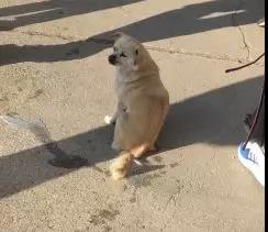 所有人注意咯，年末沙雕新闻来喽！小狗尿尿屁股冻在了地上...