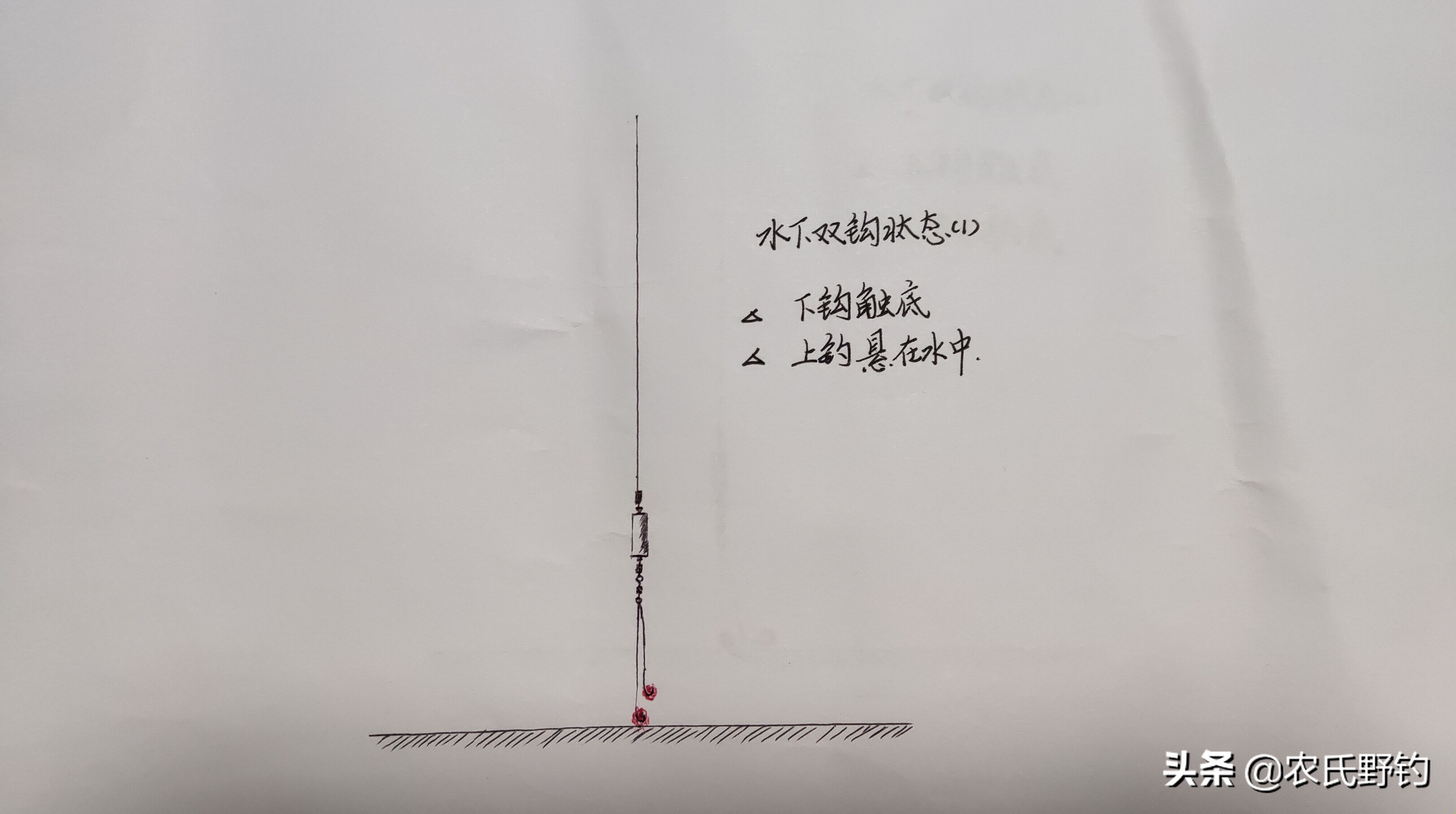 学会这种钓法，野钓鲮鱼一口一个准，爆护不再是只是传说