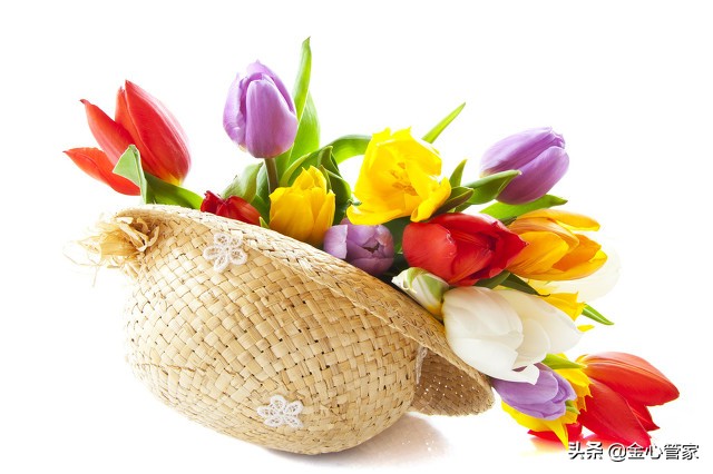 郁金香泡沫火了多少年,400年前的荷兰郁金香