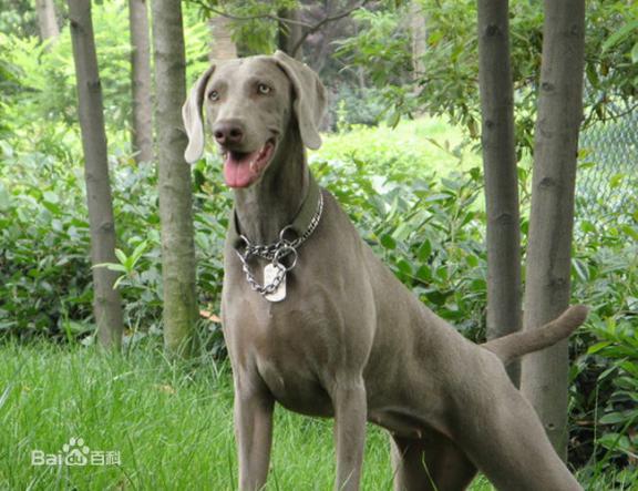 性格温顺的大型犬品种,宠物狗大型犬都有哪些品种