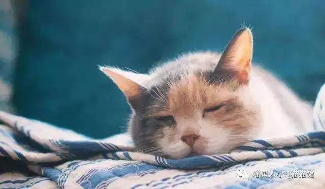 猫咪贫血药物治疗多久恢复,猫咪贫血的原因是什么有什么症状