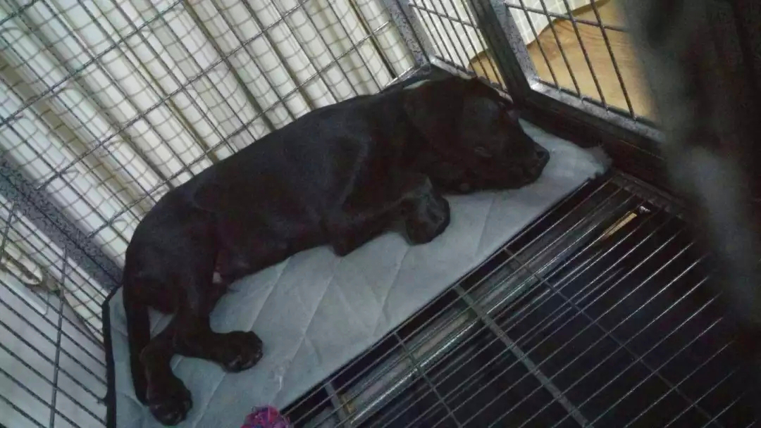 狗狗误舔了除菌液,狗狗不小心舔到84消毒液