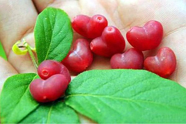 农村有一种和樱桃长得很像的水果,农村山上有一种像樱桃的水果