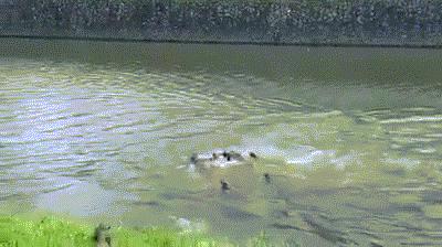 新加坡华人打架斗殴事件,新加坡打架最惨烈的一次