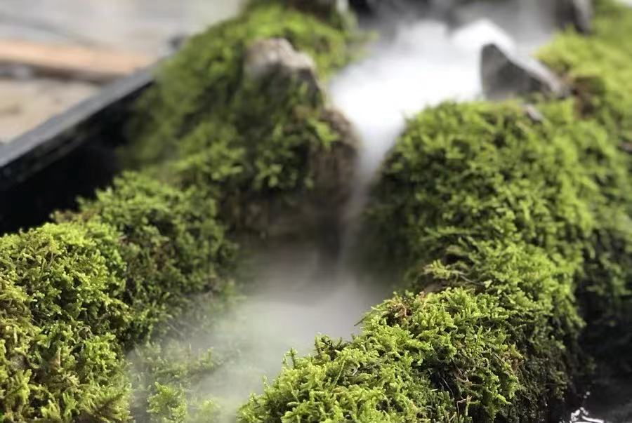 苔藓和鱼缸的完美结合,闲置的鱼缸放在家里好吗