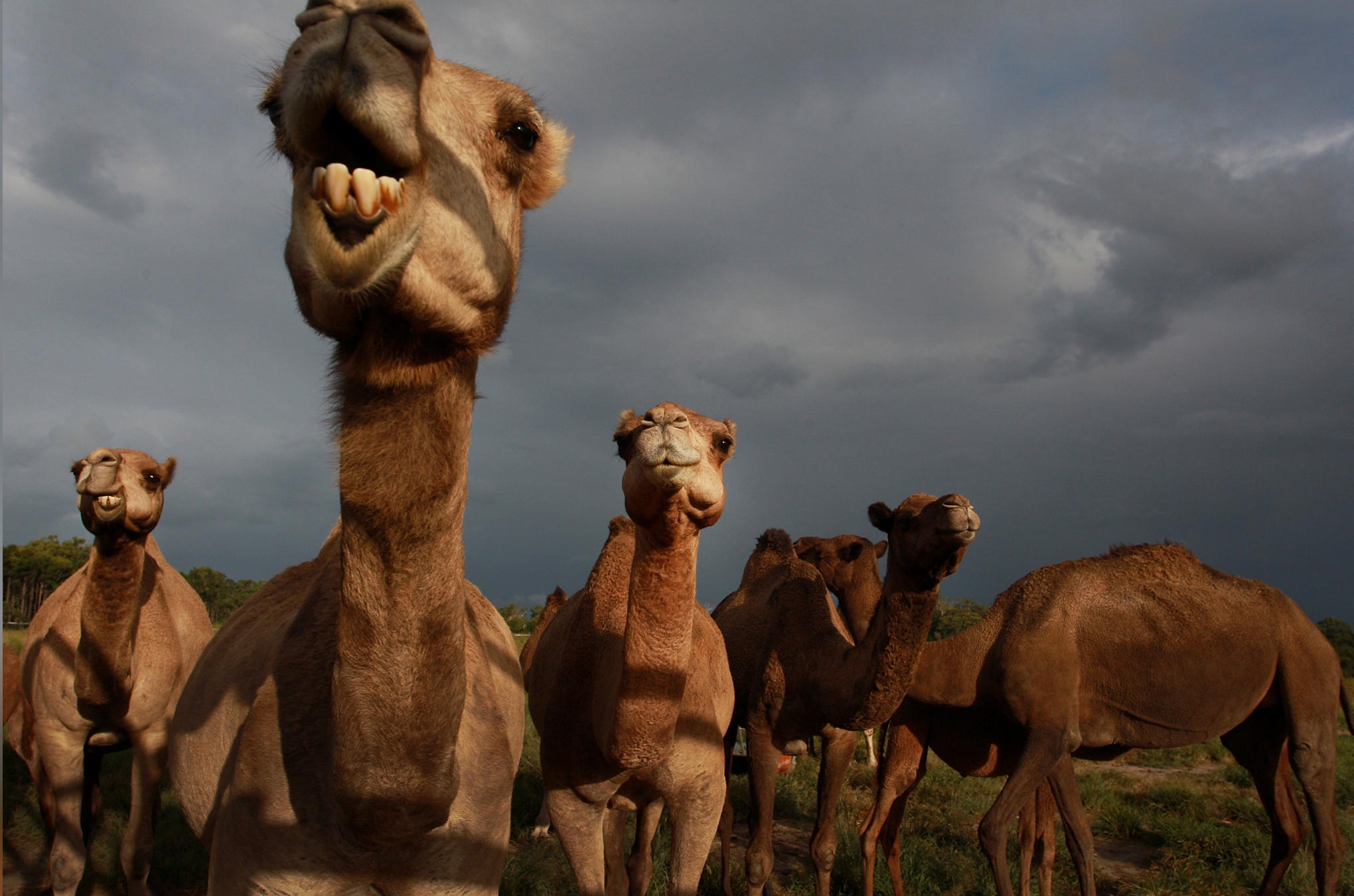 骆驼吃仙人掌难道它不怕有刺吗,骆驼吃直立性仙人掌