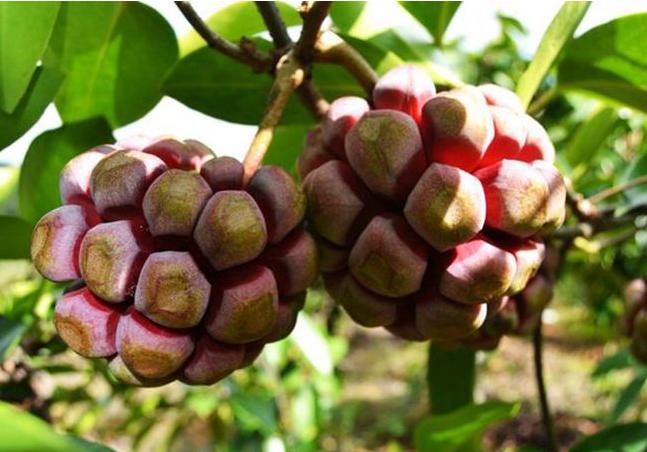 这4种以前不起眼的野果，现农民人工种植，亩收益过万元