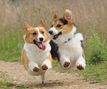 养柯基犬需要注意哪些事项,饲养柯基犬的正确方法你知道吗