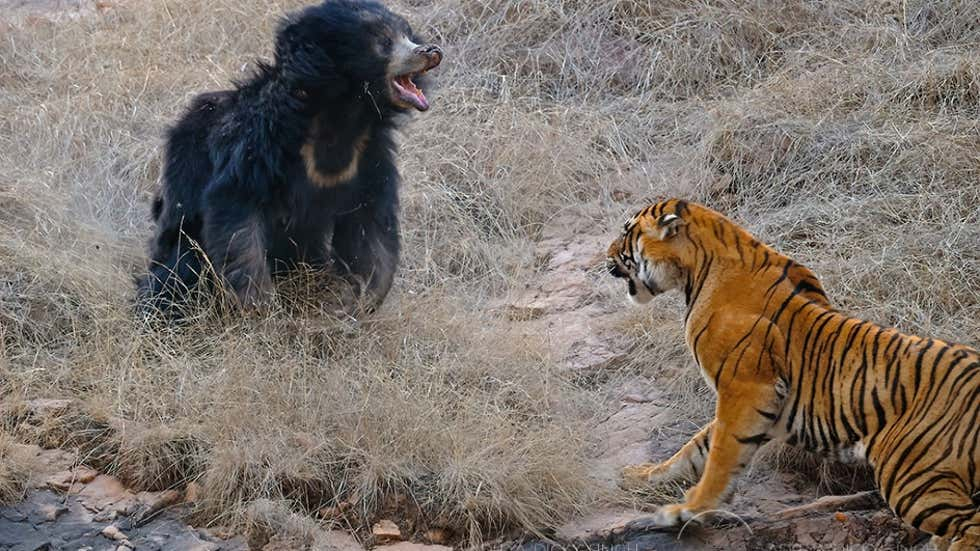 懒熊体型和老虎哪个好,懒熊可以打败老虎吗