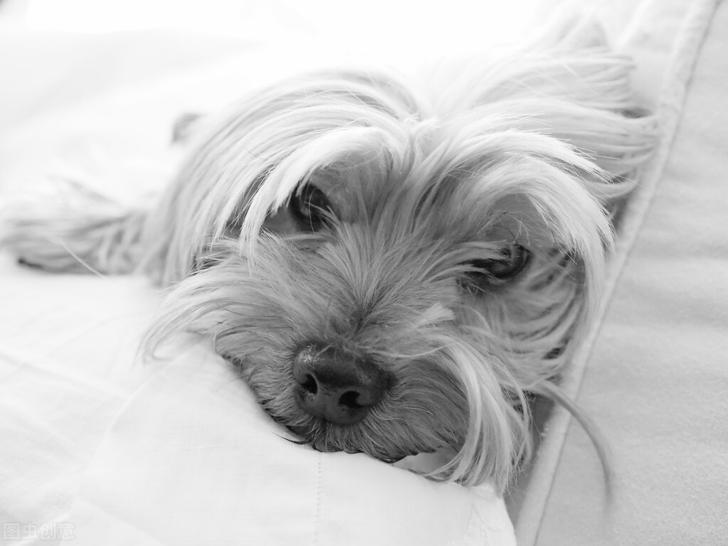 约克夏有没有繁育价值,3分钟热度的人适合养约克夏吗