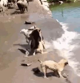 德牧看起来害怕,德牧很吓人吗为什么