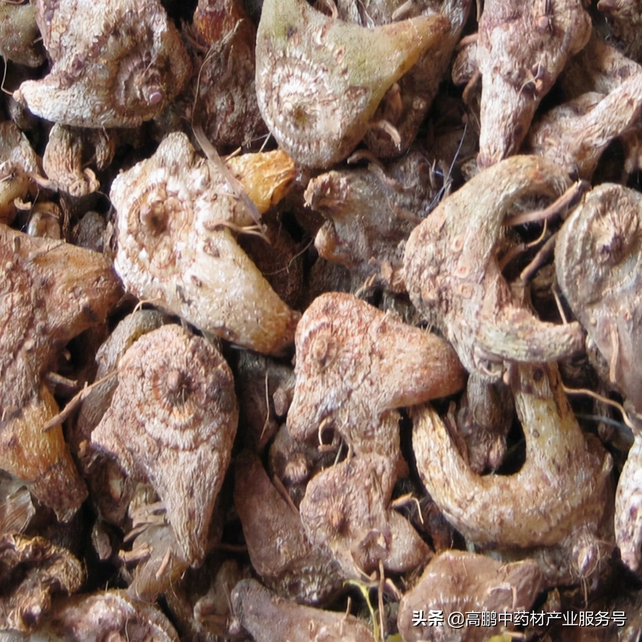 高鹏说药材:白及种植是真致富还是*局骗**呢?