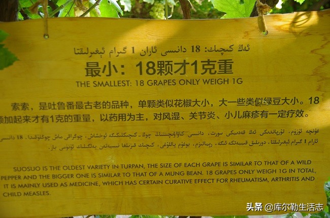 新疆哈密新品种葡萄,新疆新品种葡萄